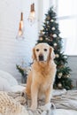 Golden retriever puppy dog on coat near Christmas tree. Royalty Free Stock Photo