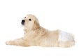 Golden retriever puppy in dog diapers looks up. Isolated Royalty Free Stock Photo