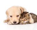 golden retriever puppy dog hugging scottish cat. isolated on white background Royalty Free Stock Photo