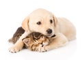 Golden retriever puppy dog hugging sleeping british cat. isolated Royalty Free Stock Photo