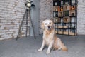 Golden retriever puppy dog in loft modern room photo studio. Royalty Free Stock Photo