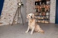 Golden retriever puppy dog in loft modern room photo studio