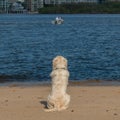 A Golden Retriever puppy dog looks out at fishermen
