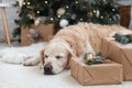 Golden retriever puppy dog nap near Christmas tree. Royalty Free Stock Photo