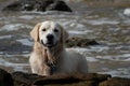 A Golden Retriever puppy dog playing on the sea foreshore