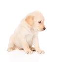 Golden retriever puppy dog in profile. isolated on white Royalty Free Stock Photo