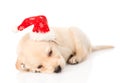 Golden retriever puppy dog with santa hat. isolated Royalty Free Stock Photo