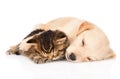 Golden retriever puppy dog sleep with british kitten. isolated Royalty Free Stock Photo