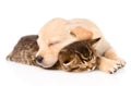 Golden retriever puppy dog sleep with british kitten. isolated Royalty Free Stock Photo