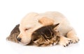 Golden retriever puppy dog sleep with british kitten. isolated Royalty Free Stock Photo