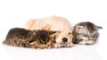 Golden retriever puppy dog sleep with two british kittens. isolated Royalty Free Stock Photo