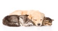 Golden retriever puppy dog sleep with two british kittens. isolated Royalty Free Stock Photo