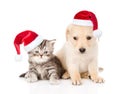 Golden retriever puppy dog and tabby cat with red christmas hats sitting together. isolated on white background