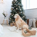 Golden retriever puppy dog  on white coat near Christmas tree Royalty Free Stock Photo