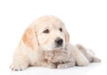 Golden retriever puppy embracing kitten. isolated on white background Royalty Free Stock Photo