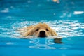 Golden Retriever Puppy Exercise in Swimming Pool Royalty Free Stock Photo