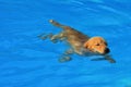 Golden Retriever Puppy Exercise in Swimming Pool Royalty Free Stock Photo