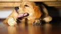 Golden retriever puppy felling hot and breathing hard under the wooden bed with ball toy Royalty Free Stock Photo