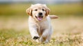 Golden retriever puppy and friend playing fetch joyfully in the park, strengthening their bond