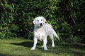 Golden Retriever Puppy