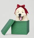 Golden Retriever puppy in a green Christmas gift box Royalty Free Stock Photo