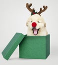 Golden Retriever puppy in a green Christmas gift box Royalty Free Stock Photo