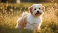 golden retriever puppy Happy little orange havanese puppy dog is sitting in the grass Royalty Free Stock Photo