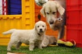 Golden retriever puppy with his mother and toys Royalty Free Stock Photo