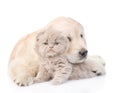 Golden retriever puppy hugging a small kitten. Focus on dog. Isolated on white background Royalty Free Stock Photo