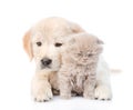 Golden retriever puppy hugging a small kitten. isolated on white background Royalty Free Stock Photo