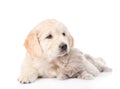 Golden retriever puppy hugging a small kitten. isolated on white background Royalty Free Stock Photo