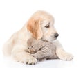 Golden retriever puppy hugging a small kitten. isolated on white background Royalty Free Stock Photo