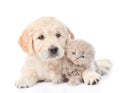 Golden retriever puppy hugging a small kitten. isolated on white Royalty Free Stock Photo