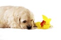 Golden retriever puppy isolated with orchid