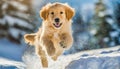 Golden Retriever Puppy jumping in the snow, winter Royalty Free Stock Photo