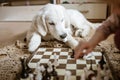 Golden retriever puppy learning to play chess. dog lies near the chessboard and watches how animal owner plays a chess