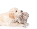 Golden retriever puppy licking a small kitten. isolated on white background Royalty Free Stock Photo