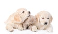 Golden retriever puppy licking a small kitten. isolated on white background Royalty Free Stock Photo