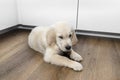 The golden retriever puppy lies on modern vinyl panels in the kitchen next to a cupboard.