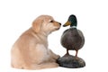 Golden retriever puppy looking at a duck decoy