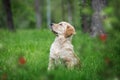 Golden Retriever Puppy Looking Up. A Golden retriever puppy sitting in grass surrounded with flowers listening intently Royalty Free Stock Photo