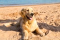 Golden retriever puppy lying on the golden sands of Qingdao