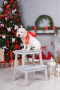 A Golden Retriever puppy near Christmas tree Royalty Free Stock Photo