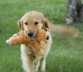 Golden Retriever Puppy at Play