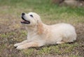 Golden Retriever Puppy Royalty Free Stock Photo