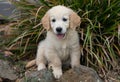 Golden Retriever Puppy Royalty Free Stock Photo