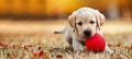 Golden retriever puppy playing fetch with a friend, joyful interaction in the park