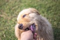 Golden retriever puppy playing