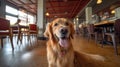 Golden Retriever Puppy Playing, smile face