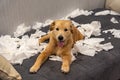 Golden retriever puppy playing tissue on sofa at living room Royalty Free Stock Photo